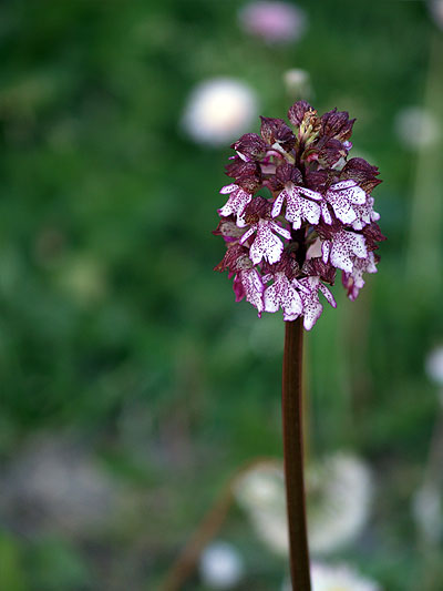 Orchis purpurea in provincia di Venezia -nuova segnalazione?